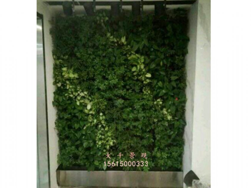 點擊查看詳細信息<br>標題：綠植墻 閱讀次數(shù)：2091