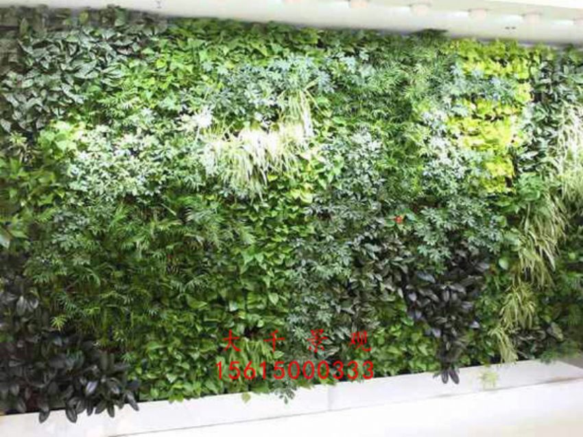 點擊查看詳細信息<br>標題：綠植墻 閱讀次數(shù)：2397